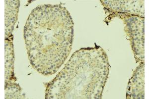 Image no. 1 for anti-Mitochondrial Ribosomal Protein L41 (MRPL41) (C-Term) antibody (ABIN6258452)