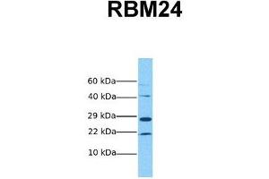 Image no. 2 for anti-RNA Binding Motif Protein 24 (RBM24) (Middle Region) antibody (ABIN2776655)