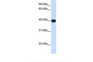 Image no. 1 for anti-Alcohol Dehydrogenase 1A (Class I), alpha Polypeptide (ADH1A) (AA 108-157) antibody (ABIN6737999)