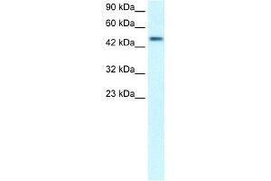 anti-CREB3 Regulatory Factor (CREBRF) (Middle Region) antibody