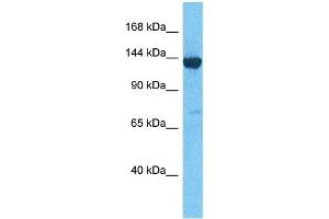 Image no. 1 for anti-Leucine-Rich PPR-Motif Containing (LRPPRC) (N-Term) antibody (ABIN5671370)