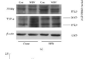Western Blotting (WB) image for anti-Tumor Necrosis Factor alpha (TNF alpha) (AA 181-235) antibody (ABIN677318)