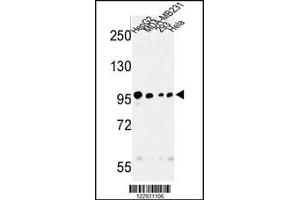 Image no. 1 for anti-Microtubule Associated serine/threonine Kinase-Like (MASTL) antibody (ABIN2445422)