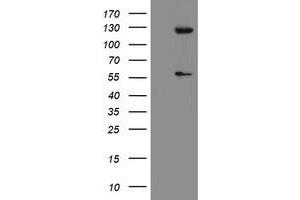 Image no. 1 for anti-Ubiquitin Specific Peptidase 54 (USP54) (AA 358-700) antibody (ABIN1491453)