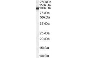 Image no. 2 for anti-Heat Shock Protein 90kDa beta (Grp94), Member 1 (HSP90B1) (Internal Region) antibody (ABIN185655)