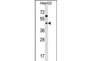 SIGLEC9 Antibody (N-term) (ABIN1538952 and ABIN2848587) western blot analysis in HepG2 cell line lysates (35 μg/lane).