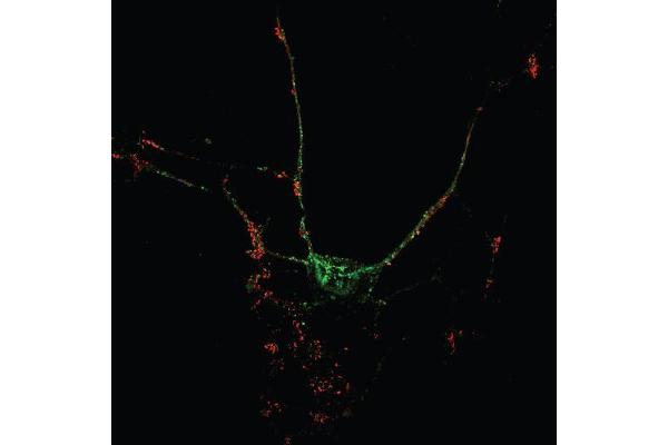 Neurobeachin 抗体  (AA 952-1320)