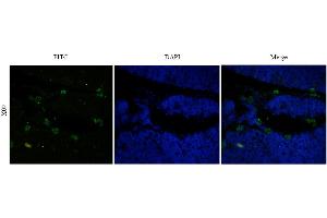 Image no. 1 for anti-CD52 (CD52) antibody (ABIN5668232)