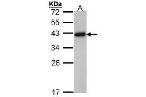 RPSA/Laminin Receptor antibody  (Center)