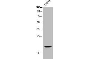 FUNDC1 antibody  (N-Term)