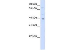 Image no. 1 for anti-Spermatogenesis Associated 7 (SPATA7) (AA 252-301) antibody (ABIN6741401)