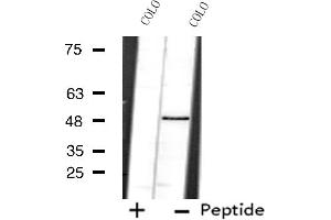 Image no. 2 for anti-Pre-mRNA Processing Factor 19 (PRPF19) antibody (ABIN6259137)
