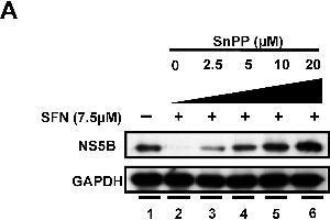 Image no. 103 for anti-Glyceraldehyde-3-Phosphate Dehydrogenase (GAPDH) (Center) antibody (ABIN2857072)