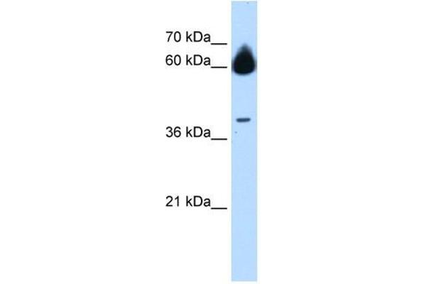 anti-Matrix Metallopeptidase 23B (MMP23B) (N-Term) antibody