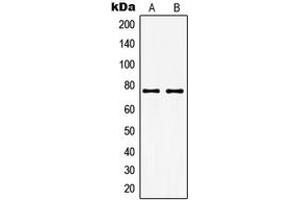 Image no. 2 for anti-Guanylate Cyclase 1 Soluble Subunit Alpha (GUCY1A1) (Center) antibody (ABIN2706290)