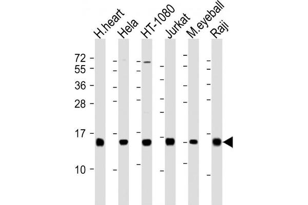 HIST3H2A anticorps  (N-Term)