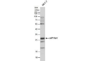 WB Image p27 Kip1 antibody detects p27 Kip1 protein by western blot analysis.
