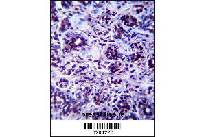 Immunohistochemistry (IHC) image for anti-DEAH (Asp-Glu-Ala-His) Box Polypeptide 32 (DHX32) (Center) antibody (ABIN2160586)