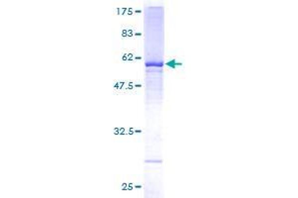 WDR4 Protein (WD Repeat Domain 4) (AA 1-266) (GST tag)