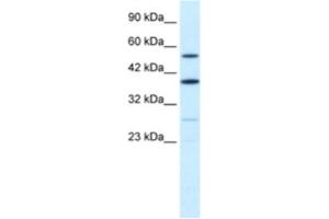 Image no. 1 for anti-A Kinase (PRKA) Anchor Protein 17A (AKAP17A) antibody (ABIN2460894)