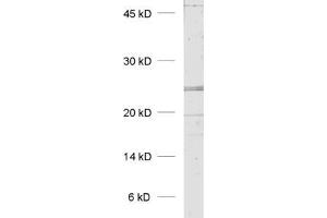 Image no. 2 for anti-KDEL (Lys-Asp-Glu-Leu) Endoplasmic Reticulum Protein Retention Receptor 1 (KDELR1) (AA 192-212) antibody (ABIN1742422)