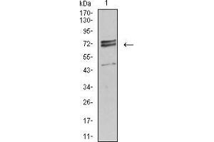 Image no. 4 for anti-Interleukin 1 Receptor, Type I (IL1R1) (AA 18-167) antibody (ABIN5542457)