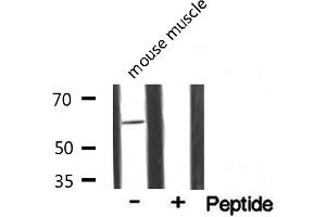 Image no. 1 for anti-Tripartite Motif Containing 16 (TRIM16) (N-Term) antibody (ABIN6265728)