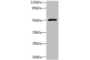 PORCN antibody  (AA 269-332)