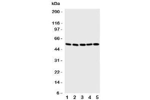 Image no. 4 for anti-SMAD, Mothers Against DPP Homolog 1 (SMAD1) (C-Term) antibody (ABIN3032612)