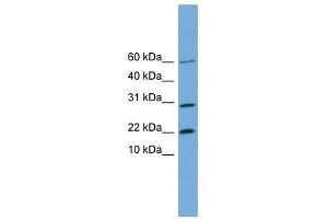 Image no. 1 for anti-Proline Rich 13 (PRR13) (N-Term) antibody (ABIN632293)