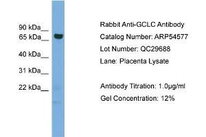 Image no. 3 for anti-Glutamate-Cysteine Ligase, Catalytic Subunit (GCLC) (Middle Region) antibody (ABIN2785780)