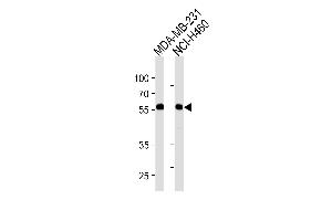 Image no. 1 for anti-Raftlin, Lipid Raft Linker 1 (RFTN1) (AA 169-198) antibody (ABIN1881746)