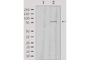 Image no. 5 for anti-Kininogen 1 (KNG1) (N-Term) antibody (ABIN6262859)