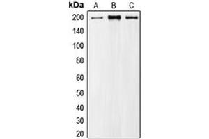 Image no. 1 for anti-CDC42 Binding Protein Kinase alpha (DMPK-Like) (CDC42BPA) (Center) antibody (ABIN2706587)