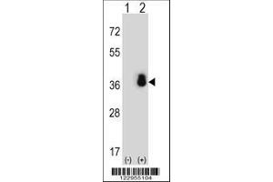 Image no. 3 for anti-serine/arginine-Rich Splicing Factor 1 (SRSF1) (AA 11-38), (N-Term) antibody (ABIN652256)