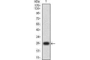 Cyclin E1 Antikörper  (AA 1-100)