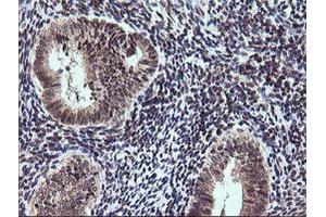 Image no. 4 for anti-V-Ets Erythroblastosis Virus E26 Oncogene Homolog 2 (ETS2) (AA 90-349) antibody (ABIN1491703)
