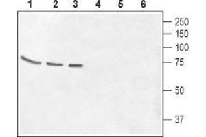 Western blot analysis of rat brain membrane (lanes 1 and 4), mouse brain membrane (lanes 2 and 5) and Human CCF-STGI  brain astrocytoma cell lysate (lanes 3 and 6): - 1-3.