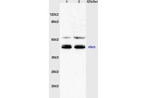 Image no. 2 for anti-Xyloside Xylosyltransferase 1 (XXYLT1) (AA 120-165) antibody (ABIN1385794)