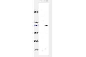 Image no. 1 for anti-Adrenergic, beta-3-, Receptor (ADRB3) (AA 310-408) antibody (ABIN737106)