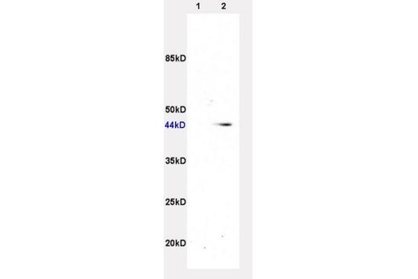 ADRB3 抗体  (AA 310-408)