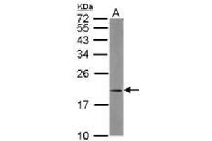 Image no. 1 for anti-Mitochondrial Ribosomal Protein L21 (MRPL21) (AA 24-198) antibody (ABIN1499558)