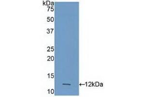 Caspase 4 antibody  (AA 290-377)