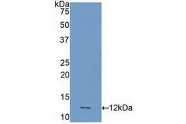 Caspase 4 antibody  (AA 290-377)