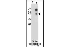 Image no. 2 for anti-GNAS Complex Locus (GNAS) (AA 287-315), (C-Term) antibody (ABIN656989)