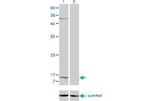 Image no. 1 for anti-Pro-Platelet Basic Protein (Chemokine (C-X-C Motif) Ligand 7) (PPBP) (AA 37-128) antibody (ABIN562336)