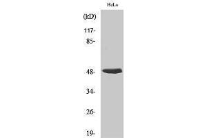 Image no. 1 for anti-Heterogeneous Nuclear Ribonucleoprotein H1 (H) (HNRNPH1) (Internal Region) antibody (ABIN3185064)