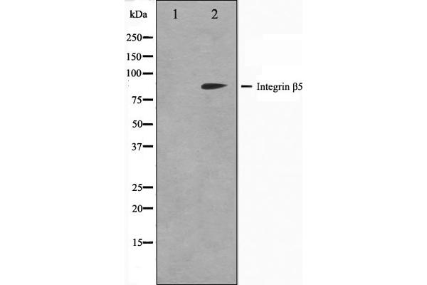 Integrin beta 5 antibody  (C-Term)