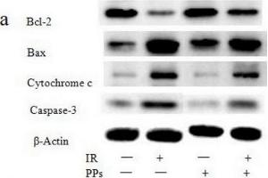 Image no. 4 for anti-Actin, beta (ACTB) antibody (ABIN3020547)