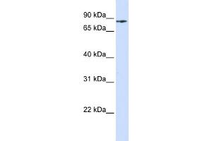 anti-Phosphoinositide-3-Kinase, Regulatory Subunit 5 (PIK3R5) (N-Term) antibody